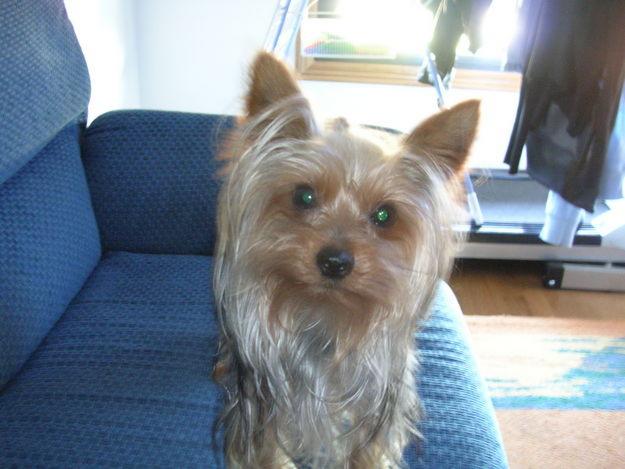 YORKSHIRE TERRIER PARA MONTAS