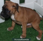 Boxer, impresionantes cachorros - mejor precio | unprecio.es