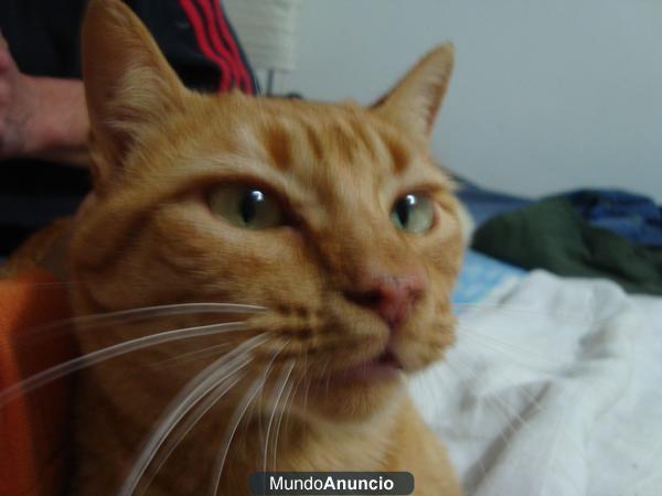 GATO NARANJA EN APUROS ¡COMPADECETE!