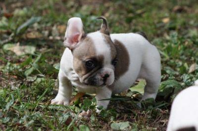 cachorro de bulldog frances seleccionado pixfawn