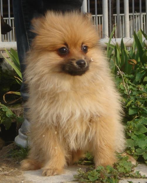 Cachorros de Pomerania