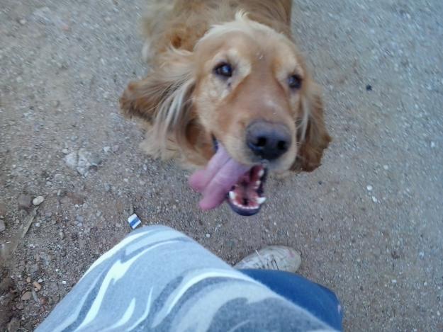 Cocker spaniel marron busco familia