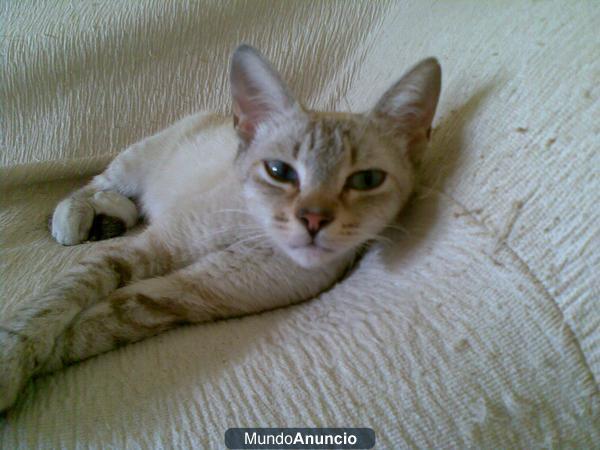 Maya preciosa gatita en adopcion