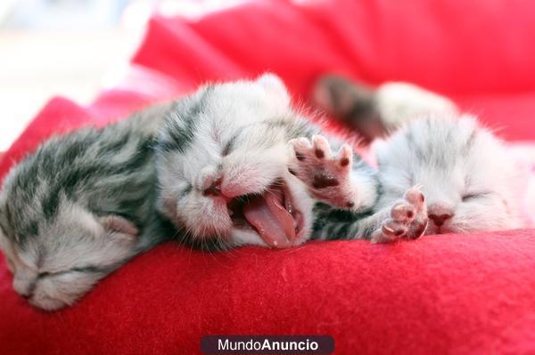 VENDO CACHORROS SCOTTISH FOLD Y SCOTTISH STRAIGHT BRITISH SHORTHAIR - Benicarló