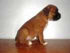 cachorritos de boxer, super economicos, a precio de crisis, 350 e - mejor precio | unprecio.es