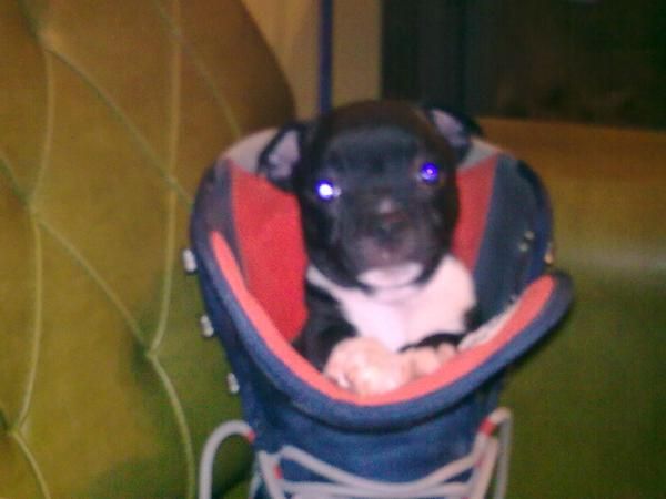 camada staffordshire bullterrier