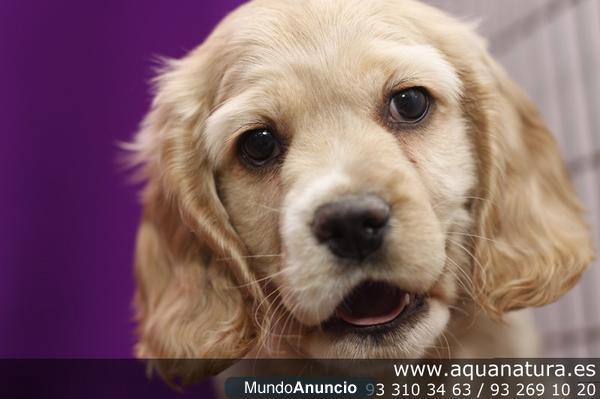 COCKER SPANIEL AMERICANO - CACHORROS -  GARANTÍA AQUANATURA  - TIENDA EN BARCELONA – VENTA - CRIADERO Sólido, rápido, es