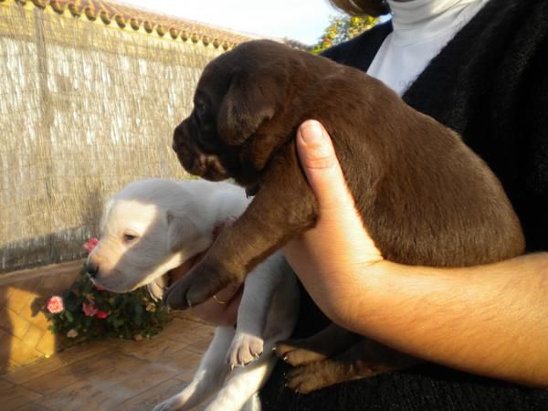 labradores con pedigri y garantia por escrita