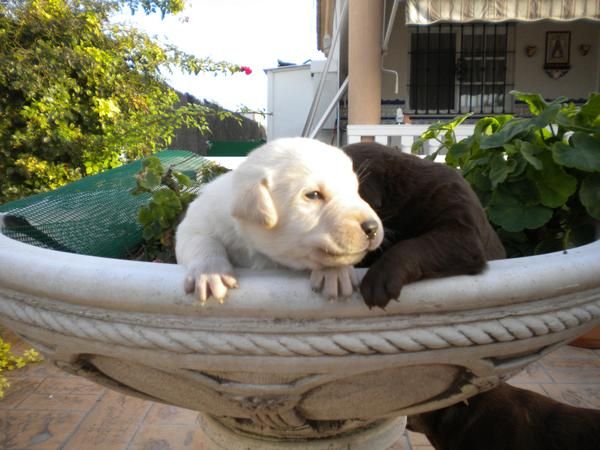 labradores para reyes o papa noel