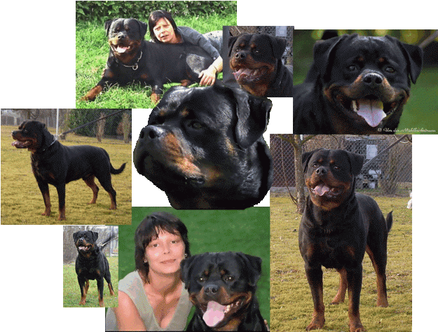 ROTTWEILER CACHORROS HIJOS DIRECTOS DE LOS MEJORES CAMPEONES ALEMANES -ADRK-