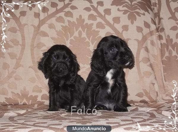 Mascotas Falcó - cachorros Cocker spaniel...