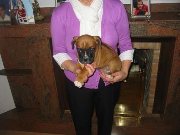 Boxer,dorados con blanco,pedigree.