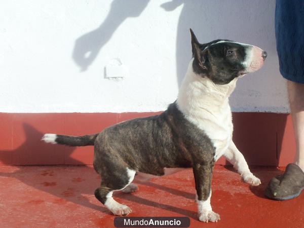 Bull-terrier miniatura de Valdehierro macho en montas