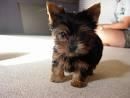 cachorros adorables de Yorkie taza de té para la Navidad