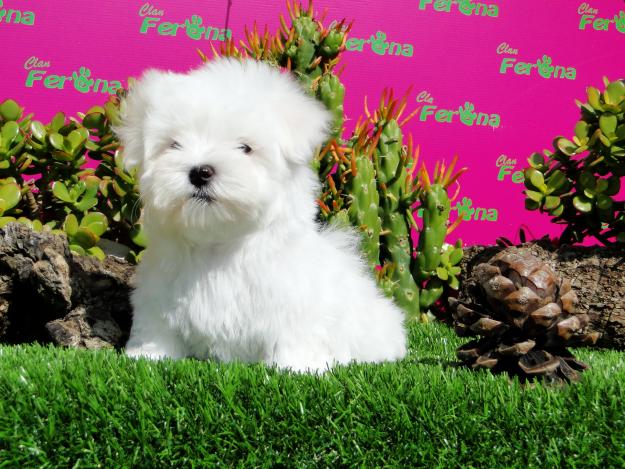 CACHORROS EXCLUSIVOS YORKSHIRE TERRIER, BICHON MALTES, WESTIE