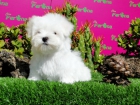 CACHORROS EXCLUSIVOS YORKSHIRE TERRIER, BICHON MALTES, WESTIE - mejor precio | unprecio.es