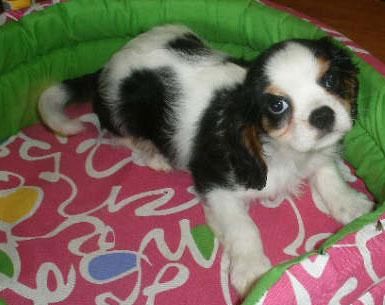 Cavalier, impresionantes cachorros de Pura Raza