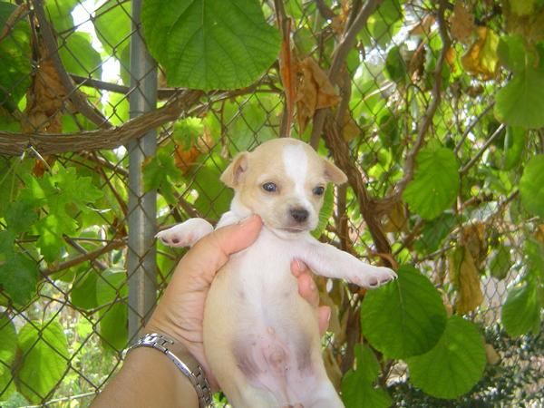 chihuahua macho en blanco y canela monisimo