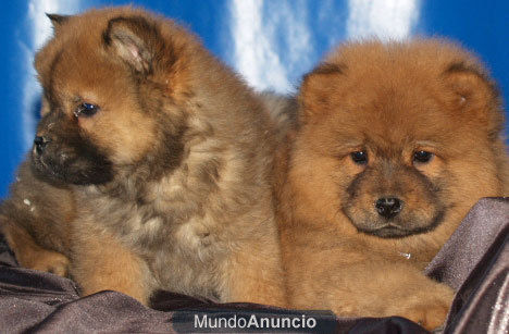 Chow-Chow, preciosos cachorritos