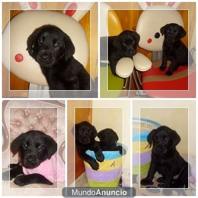 labradores negros con 2 meses de edad