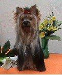 YORKSHIRE TERRIER EXCELENTE PEDIGRI