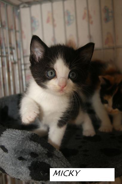 Miky, ely, turrón y susi gatitos para adoptar