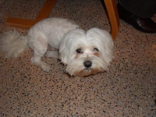 bichon maltes busca novia para monta