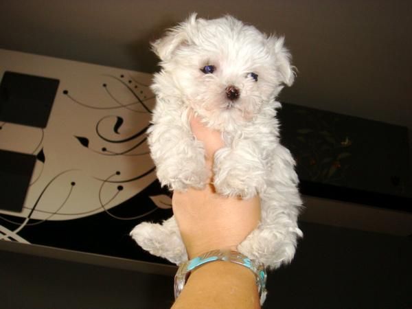 Bichon maltes mini pura raza