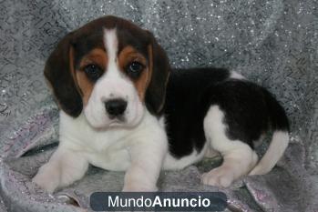 cachorros beagle hembra para buen hogar