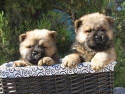 Cachorros Chow Chow 290 euros