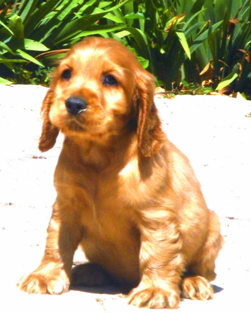 cachorros de cocker ingles