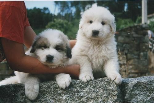 montaña del pirineo, cachorros