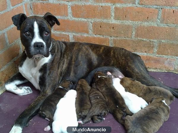 Se vende cachorros de Boxer