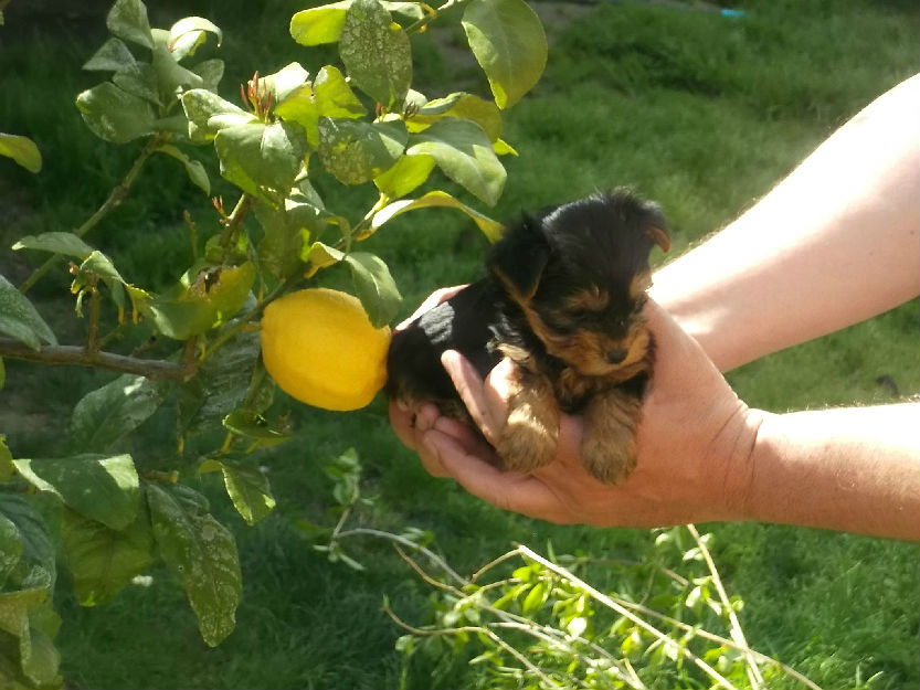 ultimos cachorros yorkshire terrier