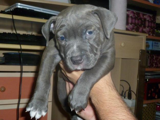 Venta de camada de American Staffordshire