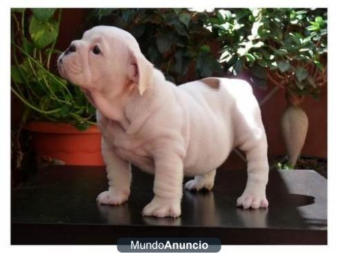 PRECIOSA CAMADA DE BULLDOG INGLÉS