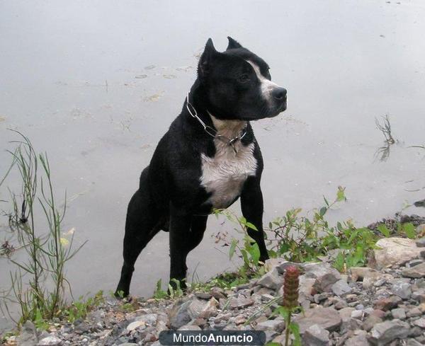 American Staffordshire Semental Adiestrado (EN VENTA)