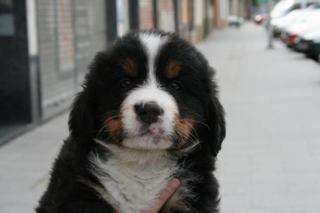 cachorros boyeros de berna excelentes