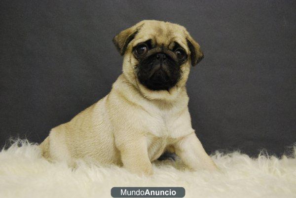 Carlino Pug cachorros de calidad y belleza