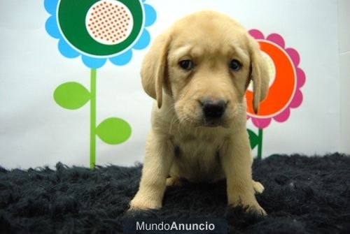 Labrador ( Canela ) Excelentes Machos y Hembras con 2 meses