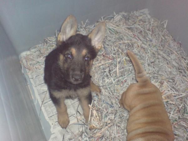 Pastor Aleman en venta cachorros