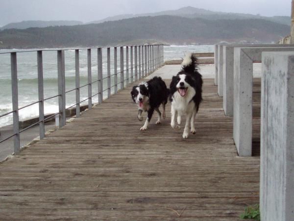 PROXIMA CAMADA DE BORDER COLLIE