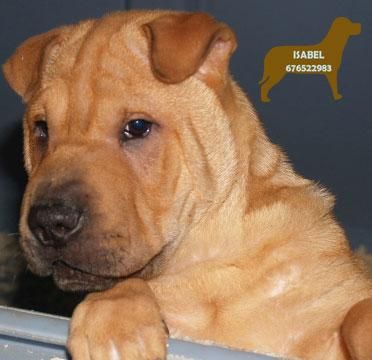 Shar-pei ¡Garantia veterinaria de 5 años!