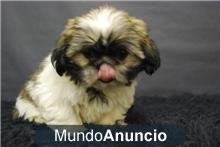 shih tzu cachorros de maxima calidad con pedigre ideales para tu hogar