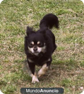 TRES CHIHUAHUA PELUDO