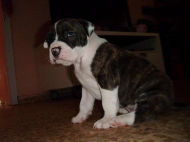 vendo pit bull