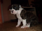 vendo pit bull - mejor precio | unprecio.es