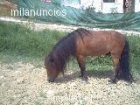 vendo poni - mejor precio | unprecio.es