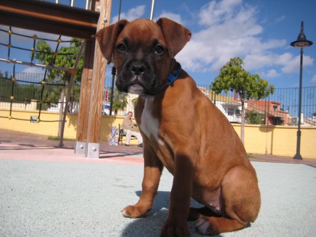 VENDO UNA CACHORRO BOXER HEMBRA