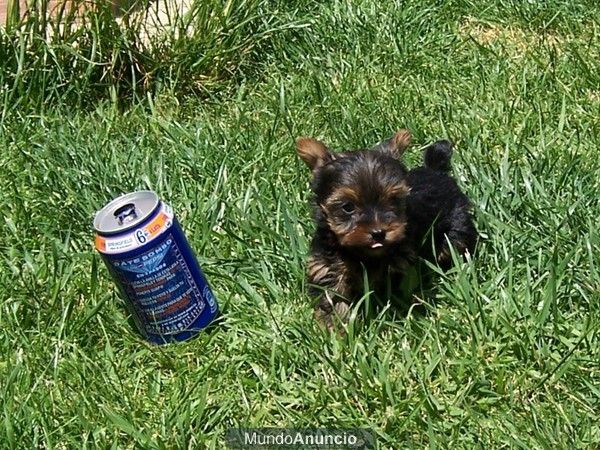 yorkshire terrier